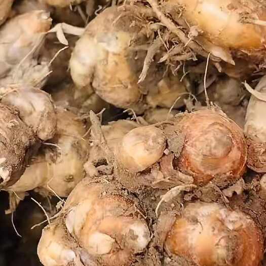 湛江优质湛江新鲜沙姜