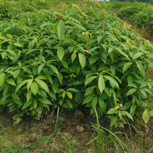 阳朔县金丝楠木大小苗