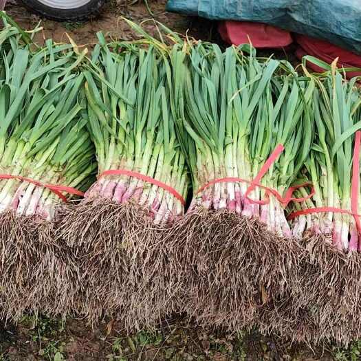 富平县一点红蒜苗