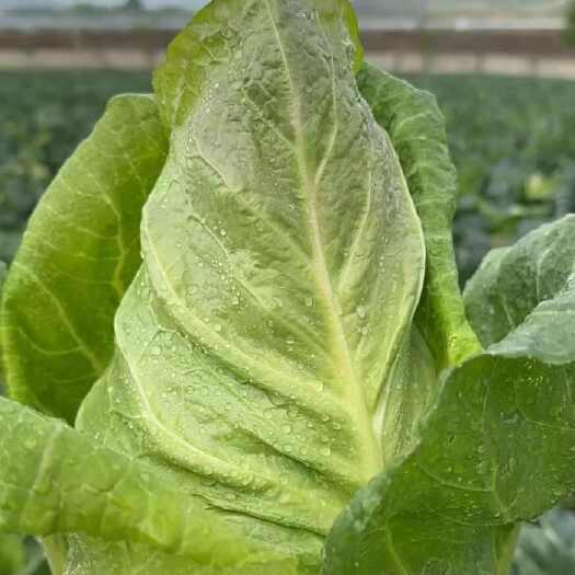 永善县牛心甘蓝