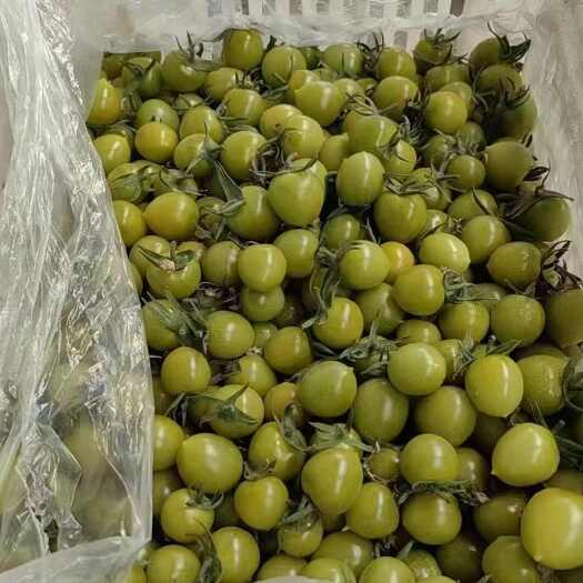 寿光市青甜2号、迷恋、糖伯琥、贝贝、千禧、爱玛柿等各品类圣女果