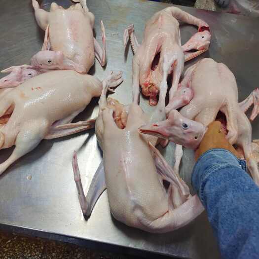 郑州精品老鹅，都是一年以上的大老鹅，新鲜宰杀，品质看的见