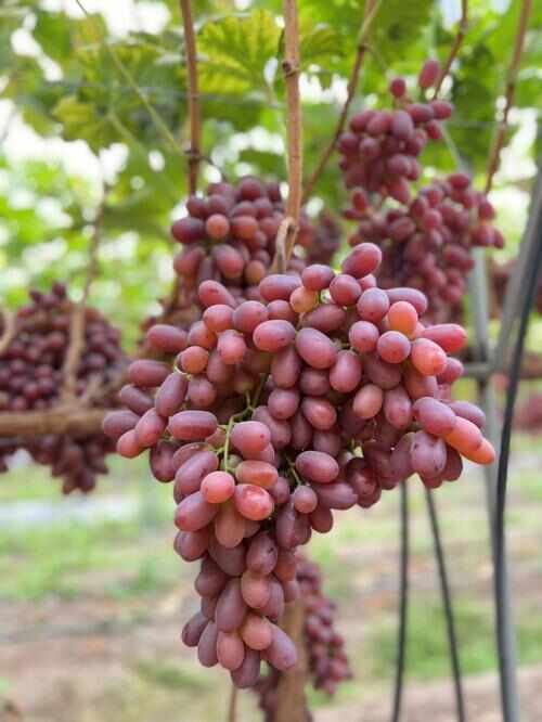 平度市克伦生无核苗