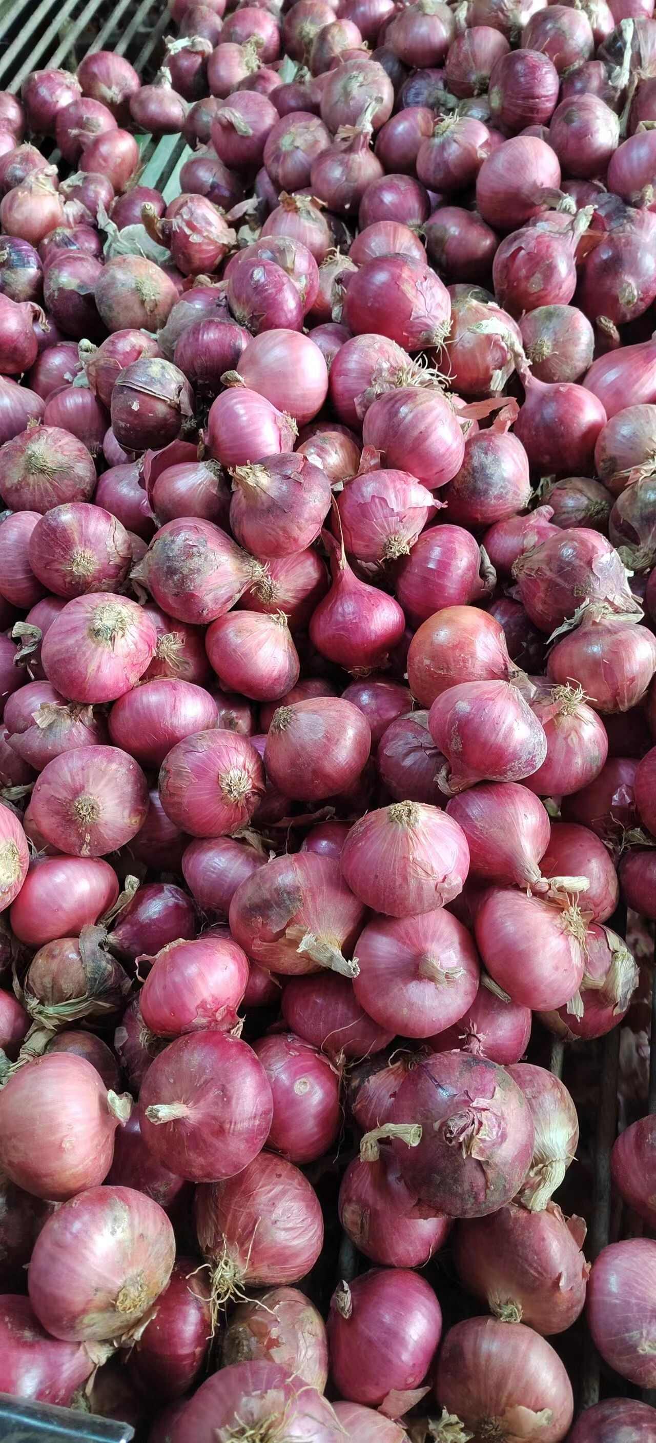 金乡县优质黄皮 红皮 紫皮洋葱天天有货货发全国