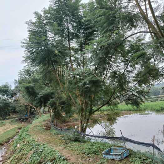 重庆市丛生朴树