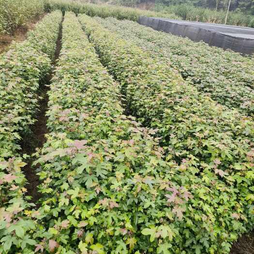 利川市湖北利川枫香树苗木 优质乔木绿化树种