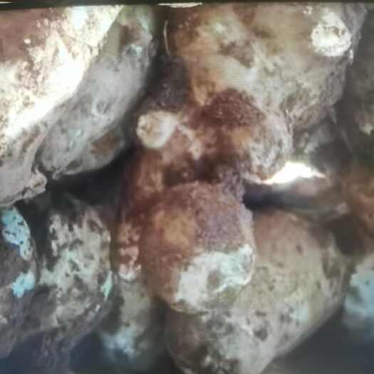 伊金霍洛内蒙古伊金霍洛旗直发新鲜洋姜