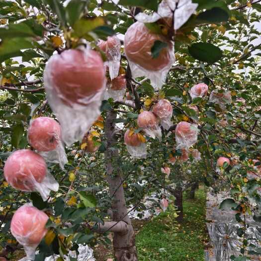 临猗县山西临猗红富士冰糖心丑苹果 产地直发 新鲜水果