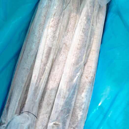 济宁舟山带鱼  条冻无冰  AA精品  一手货源
