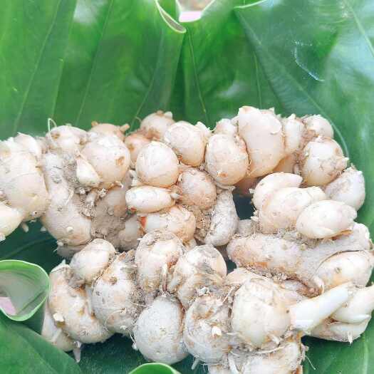 阳春市阳春沙姜