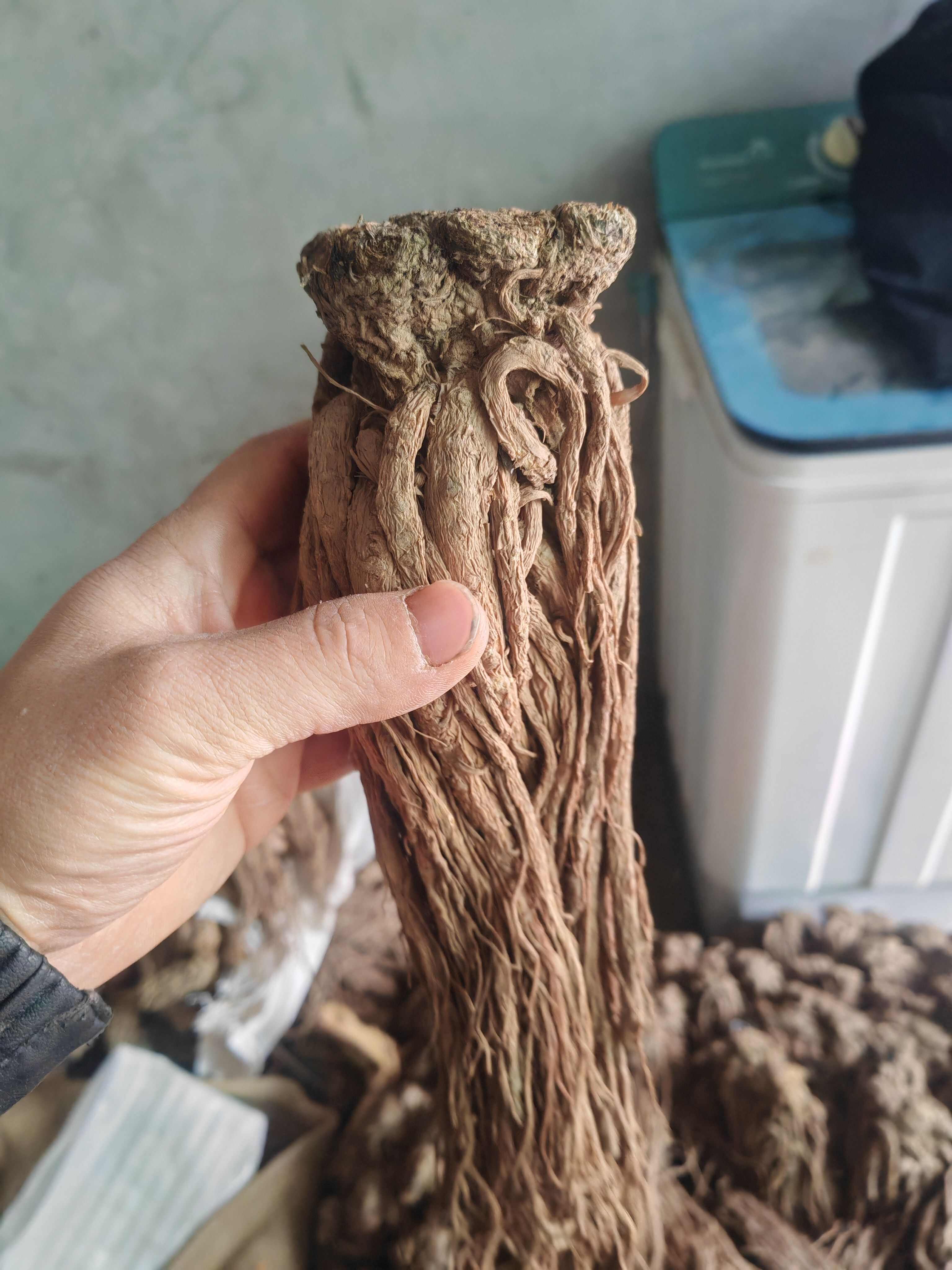 岷归，自己种植，大山里的守护者，手选量大优惠欢迎联系