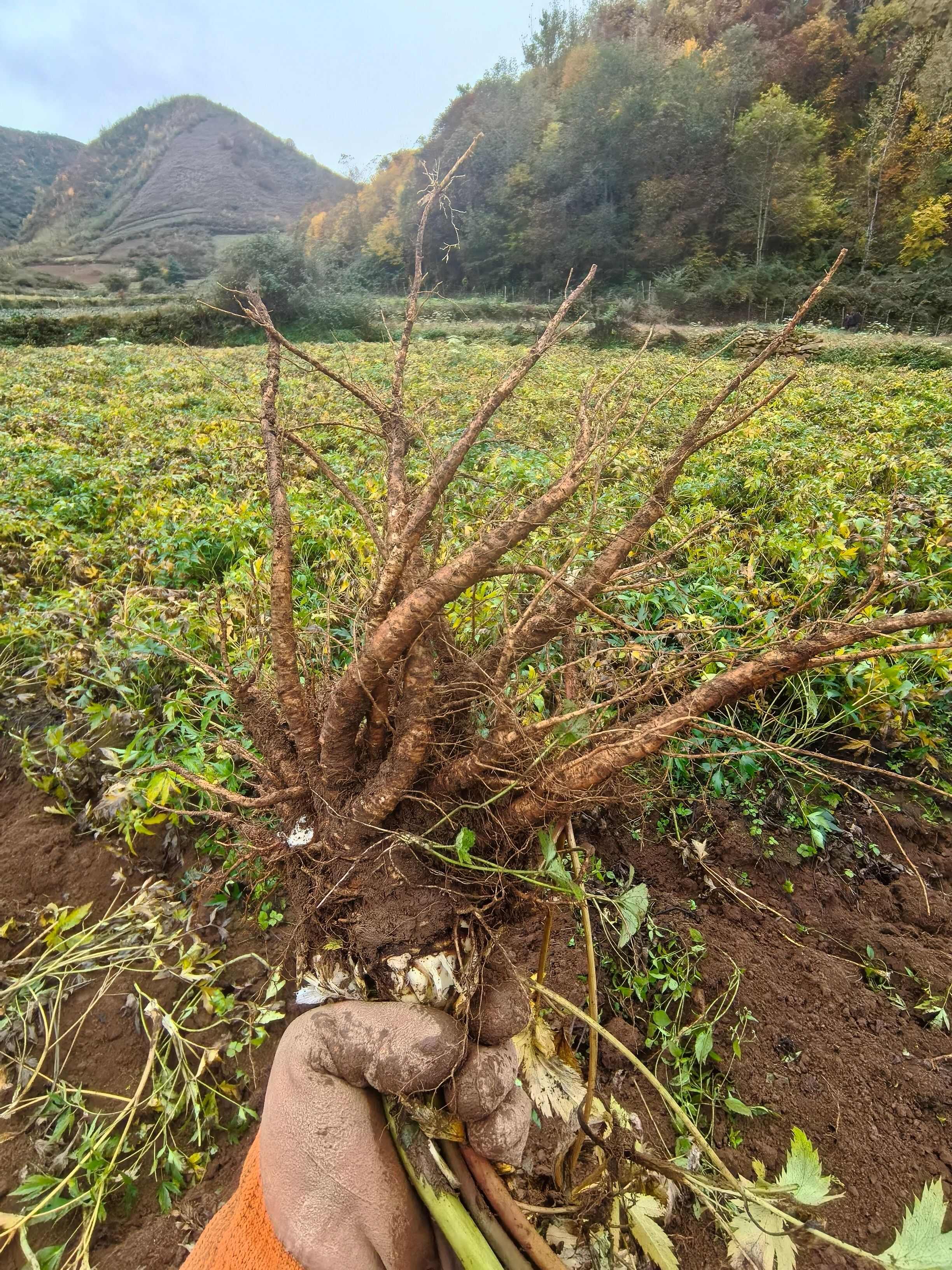 甘洛县精品特等货！日本甜当归