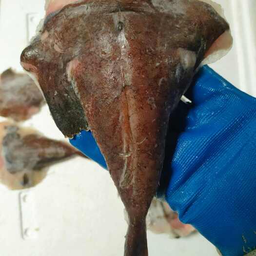 北海鮟鱇鱼尾、去头去肚单冻20斤一件