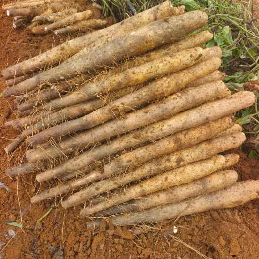 柳城县广西白鬼淮山药大量上市