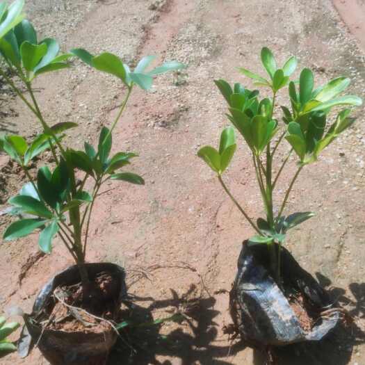 东莞市东莞供应鸭脚木苗木 绿化灌木批发