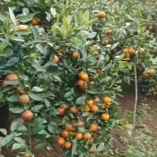 麻江县自家种的又甜又好吃橘子批发