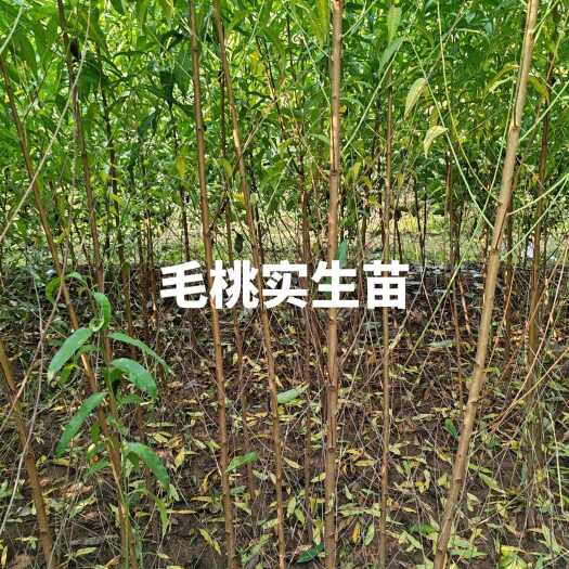 武陟县毛桃实生苗 毛桃苗 1-3公分毛桃苗 南北种植