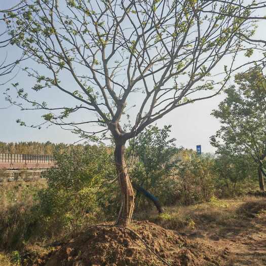 临沂朴树假值基地大量现货20-60公分