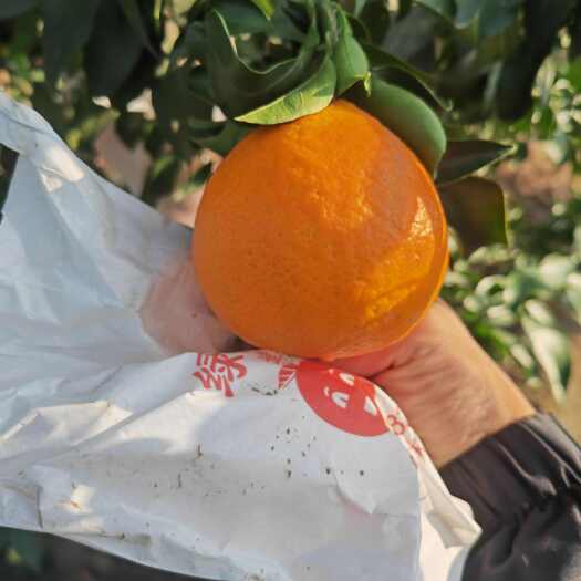丹棱县套袋爱媛橙，产地直供！专业代办！