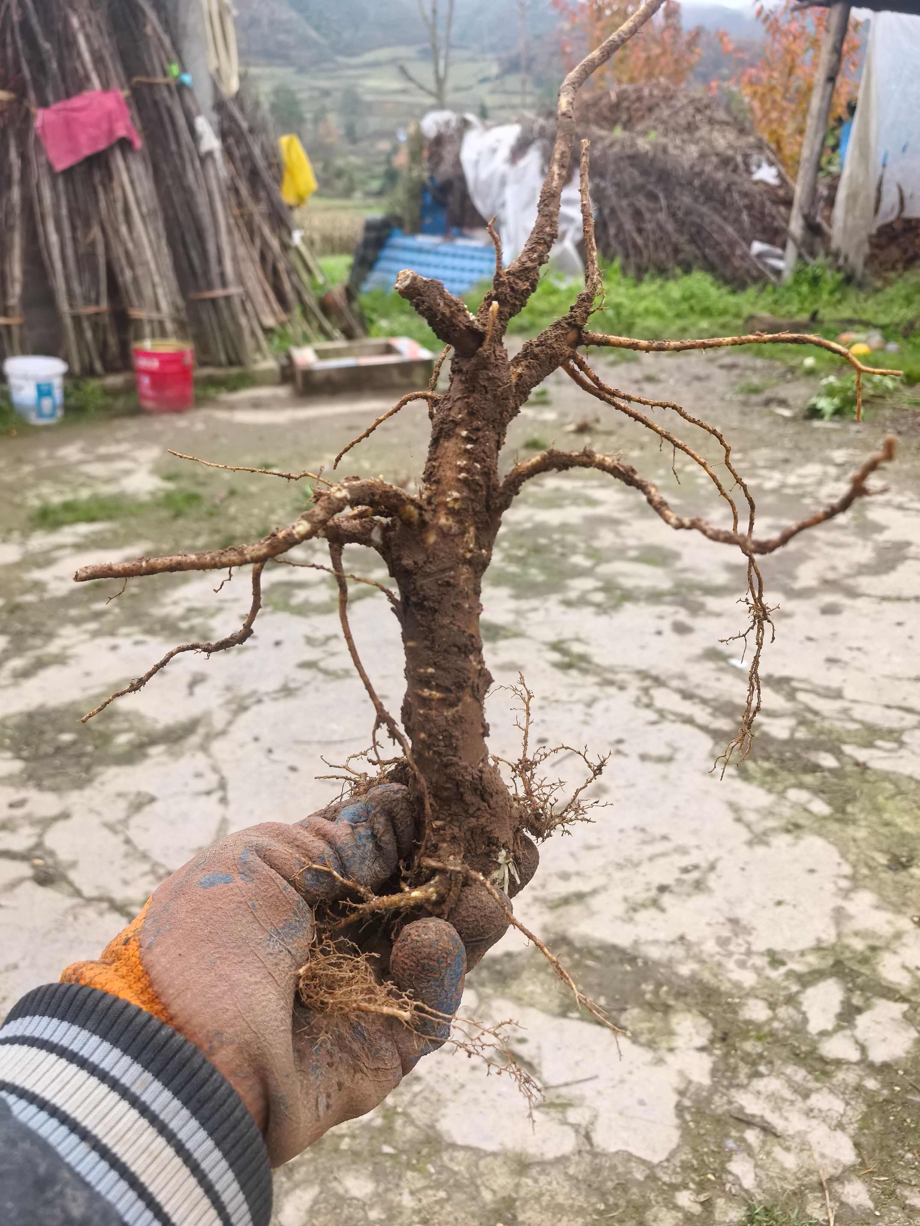 甘洛县四川凉山高海拔优质当归条，产地直供现摘现发支持快递发货！