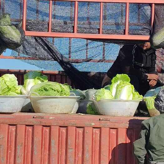 玉田县玉田精品大黄心5、6，7均匀