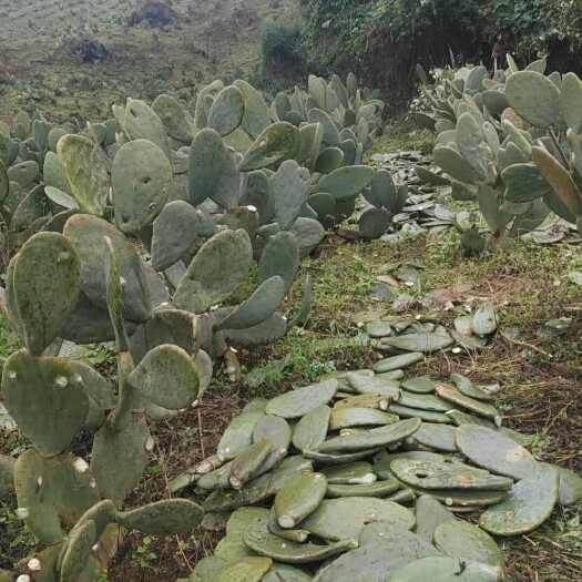 文山市宝塔黄心仙人掌种植片   深加工片   食用片统货