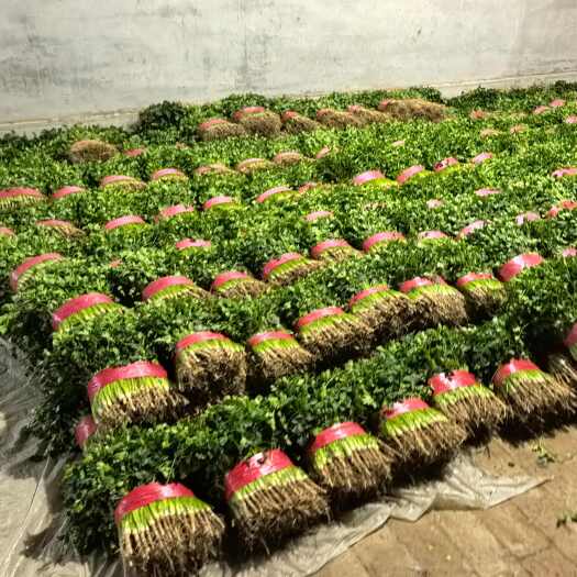 聊城铁杆青香菜