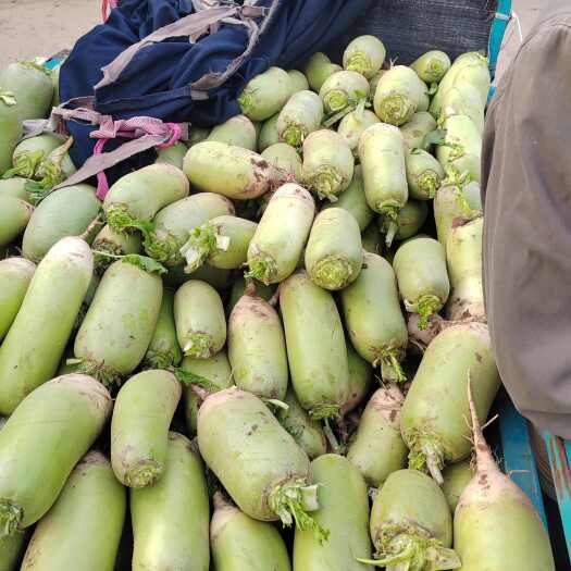 博爱县博爱县蒋村蔬菜市场青头萝卜上市，量大从优