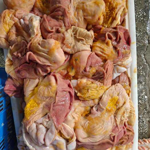 重庆市青猪大肚，质量保证，大量供应