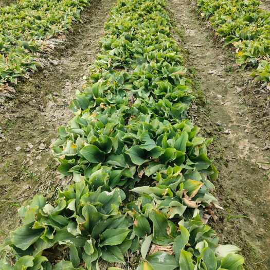 丰顺县大量南姜供应，代收沙姜，品质放心