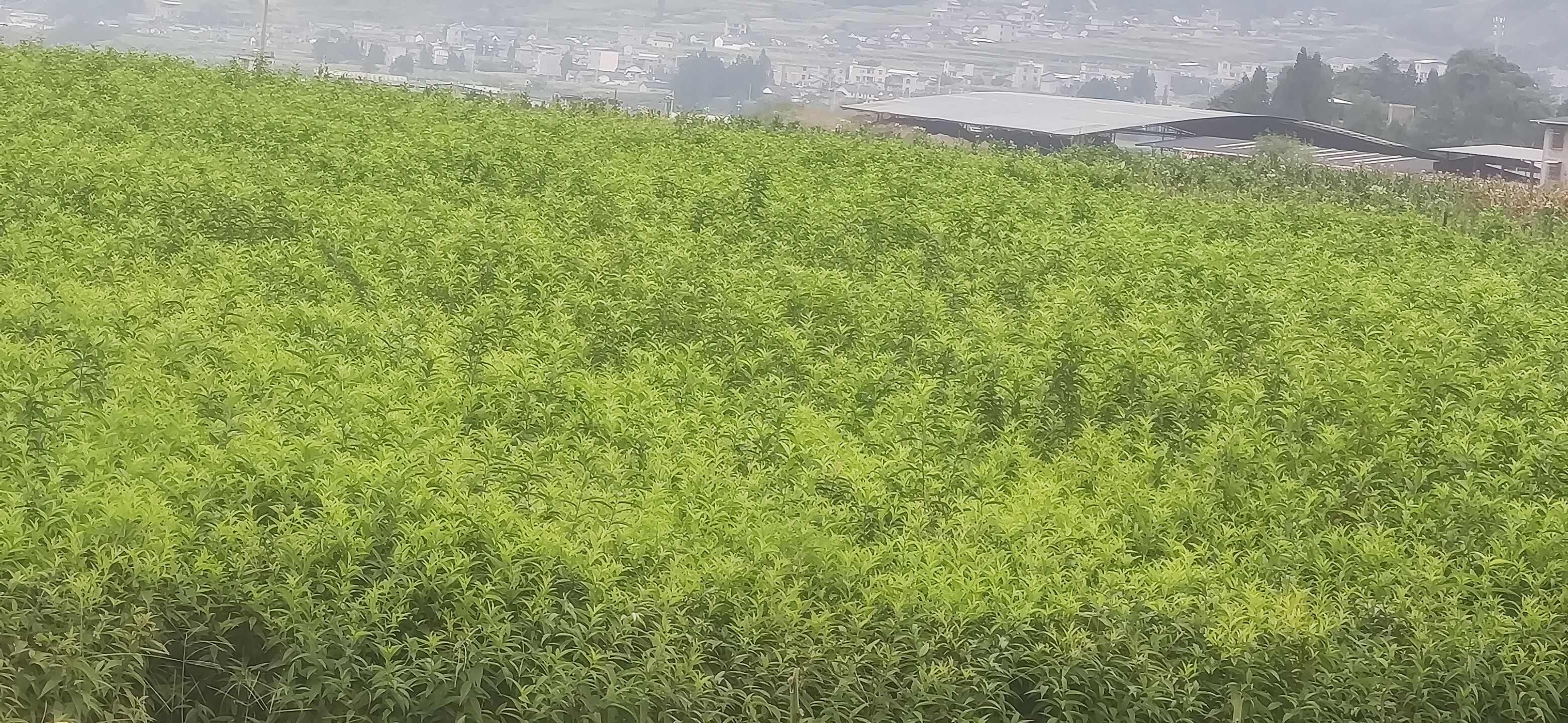 汉源县正宗毛桃种苗