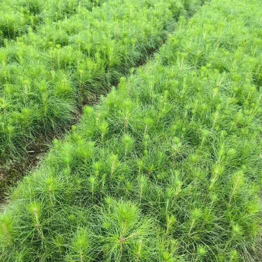 奉新县江西奉新/一年两年生/湿地松小杯大杯裸根苗/大量供应