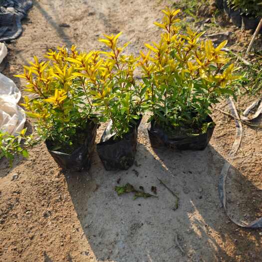 漳浦县金边菖蒲金叶石菖蒲福建 苗木基地