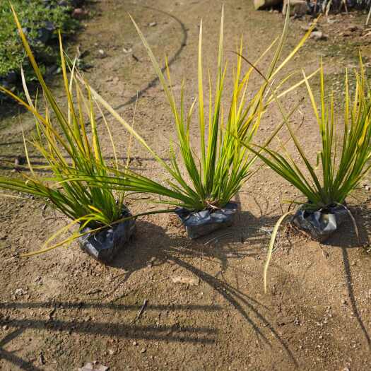 漳浦县金叶菖蒲 金边菖蒲苗木 福建漳浦产地直发