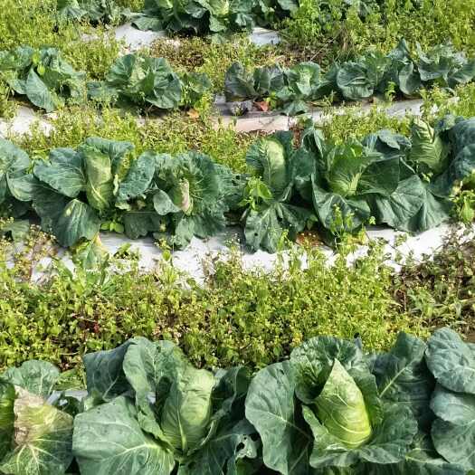 永善县无农药蔬菜，天然绿色