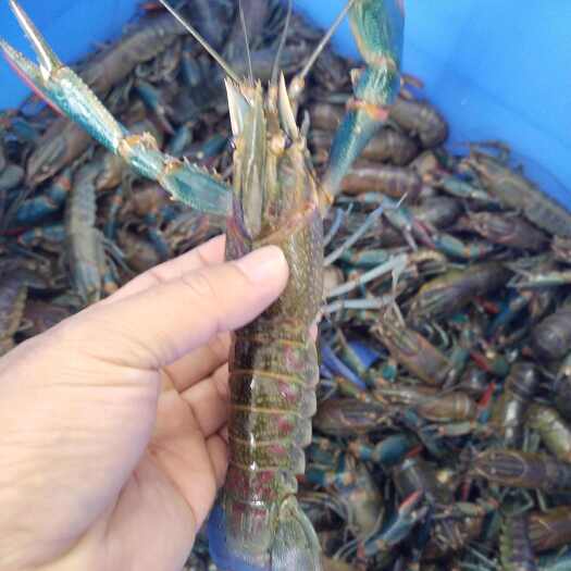 阳江供应澳洲淡水龙虾，澳龙，蓝龙虾，1.2两到1.5两规格