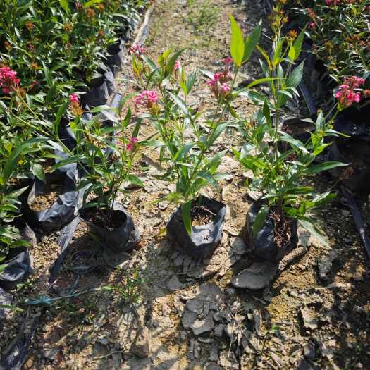 漳浦县郎德木 袋苗基地批发 福建苗木