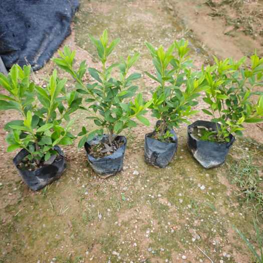 漳浦县福建 毛杜鹃 袋苗 小苗 基地批发