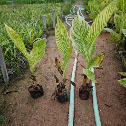 漳浦县花叶美人蕉  福建袋苗基地 批发 现货供应