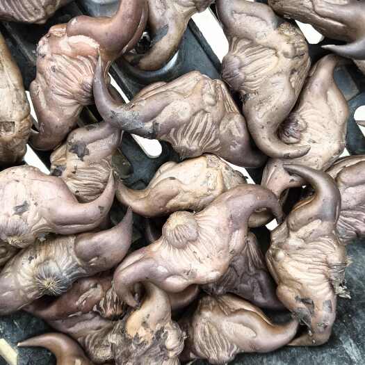 江山市20000斤干菱角销售（可以加工菱角淀粉）