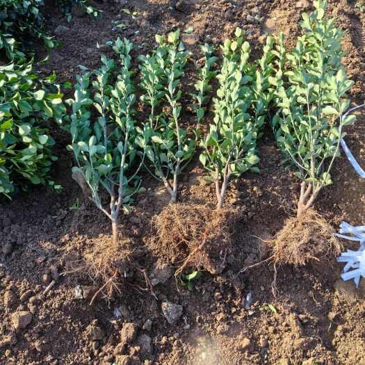 招远市40一50高大叶黄杨苗（冬青苗）