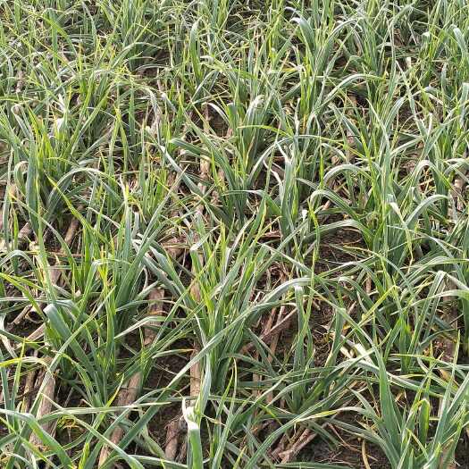 钟祥市湖北钟祥红根蒜苗