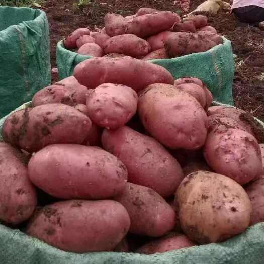 互助县青薯9号土豆 青海互助县产地直发