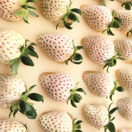 瓦房店市梦之莹，脆玉等白草莓