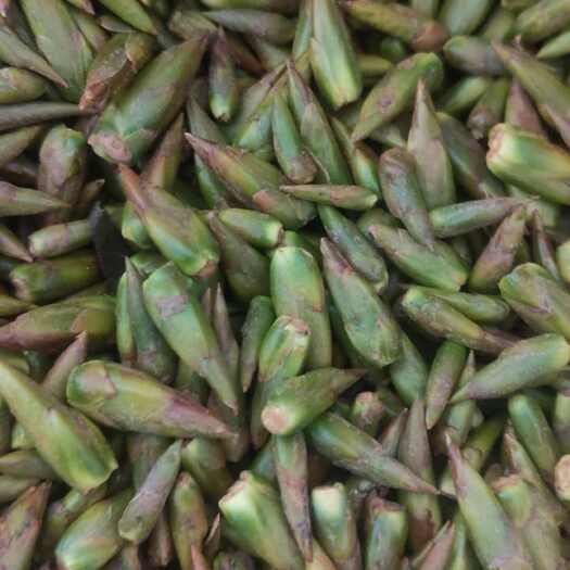 乐陵市杨树芽，鲁西北万亩速生杨树林基地，农户采摘，产地直发，量大优