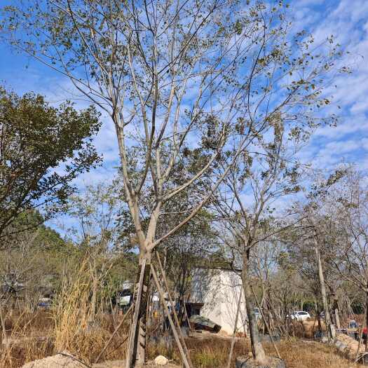 漳浦县小朴树 移植苗  福建 优质苗木批发