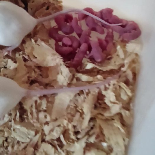 怀集县冰冻小白鼠，什么规格都有