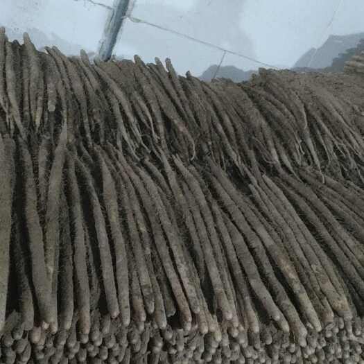 深州市小白嘴白山药