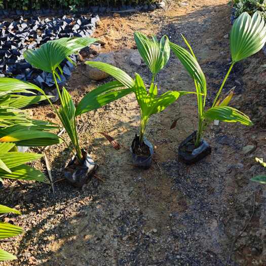 漳浦县福建漳浦蒲葵苗木 蒲葵袋苗 杯苗  现货供应量大批发