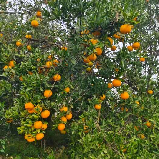 荣县椪柑，爱媛，耙耙柑